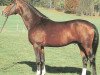 stallion Gilmor (Württemberger, 1987, from Girond)