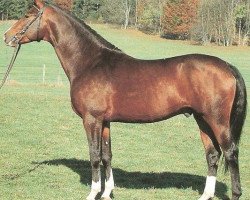 stallion Gilmor (Württemberger, 1987, from Girond)