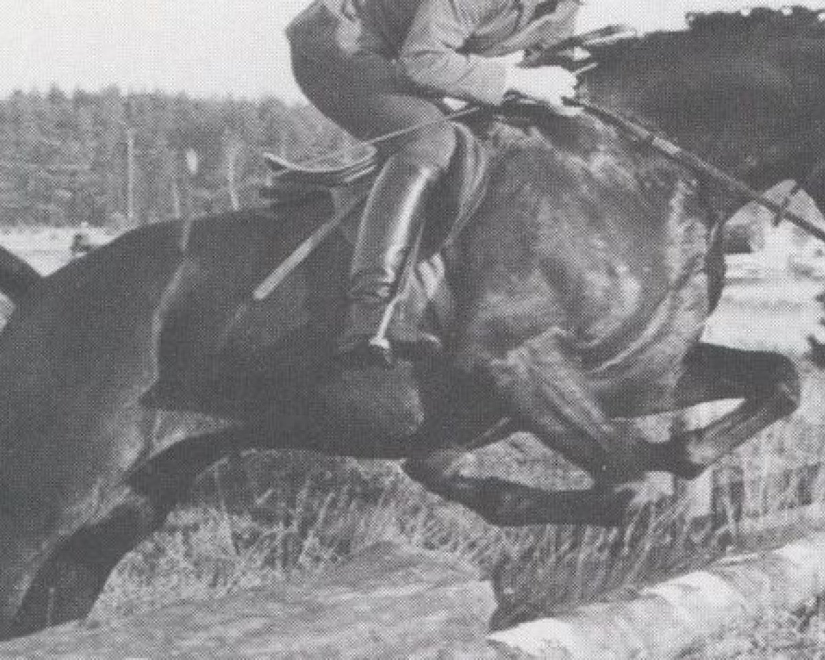 Deckhengst Praelat (Trakehner, 1970, von Herzbube)