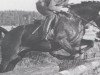 stallion Praelat (Trakehner, 1970, from Herzbube)