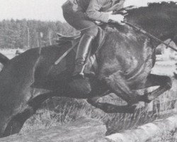 stallion Praelat (Trakehner, 1970, from Herzbube)