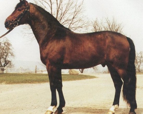 stallion Feuerball (Westphalian, 1977, from Feuerschein I)
