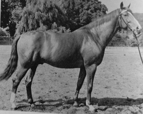 stallion Journalist (Trakehner, 1966, from Harfner)