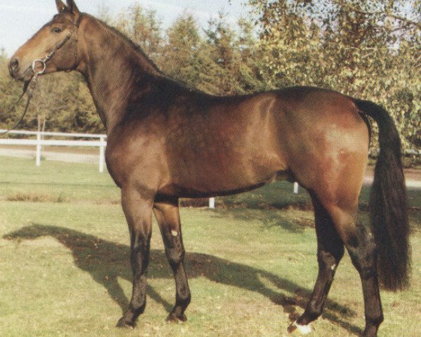 stallion Anjou (Hessian Warmblood, 1987, from Amfortas)