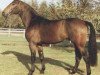 stallion Anjou (Hessian Warmblood, 1987, from Amfortas)