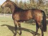 Deckhengst Anjou (Hessisches Warmblut, 1987, von Amfortas)