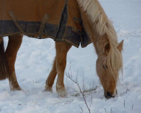 dressage horse Gipsy 1106 (unknown, 2000)