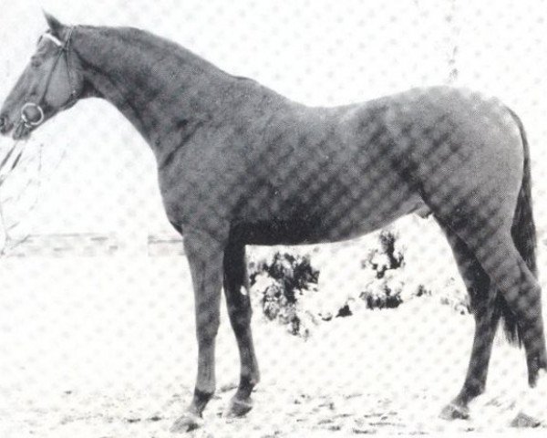 stallion Exquisit (Hanoverian, 1974, from Ecuador xx)