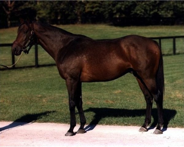 stallion Majestic Light xx (Thoroughbred, 1973, from Majestic Prince xx)