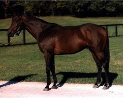 stallion Majestic Light xx (Thoroughbred, 1973, from Majestic Prince xx)