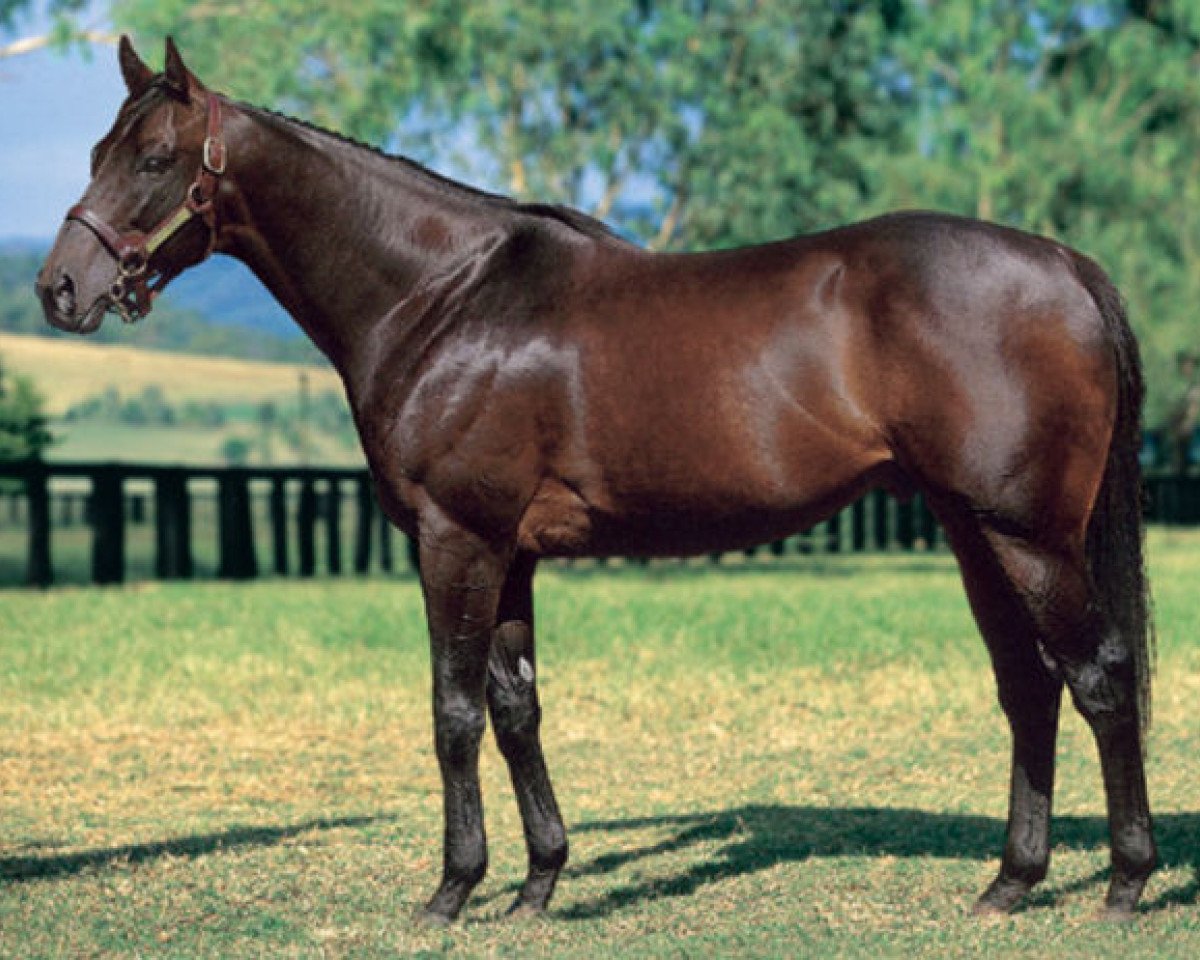 stallion King Cugat xx (Thoroughbred, 1997, from Kingmambo xx)