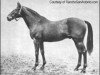 stallion Spur xx (Thoroughbred, 1913, from King James xx)