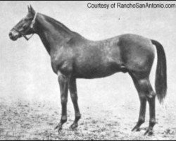 stallion Spur xx (Thoroughbred, 1913, from King James xx)