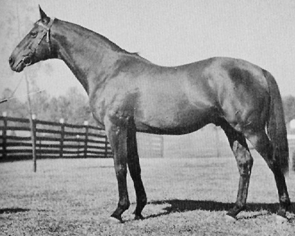 stallion Questionnaire xx (Thoroughbred, 1927, from Sting xx)