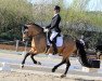 stallion A new Day (German Riding Pony, 2016, from A new Star)