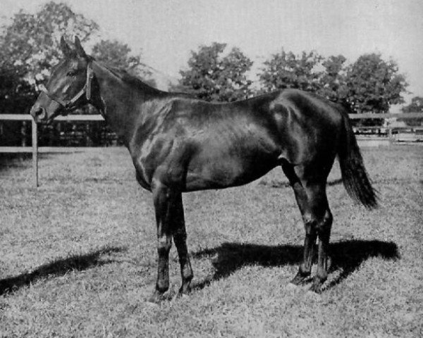 stallion Free For All xx (Thoroughbred, 1942, from Questionnaire xx)
