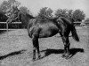 stallion Free For All xx (Thoroughbred, 1942, from Questionnaire xx)