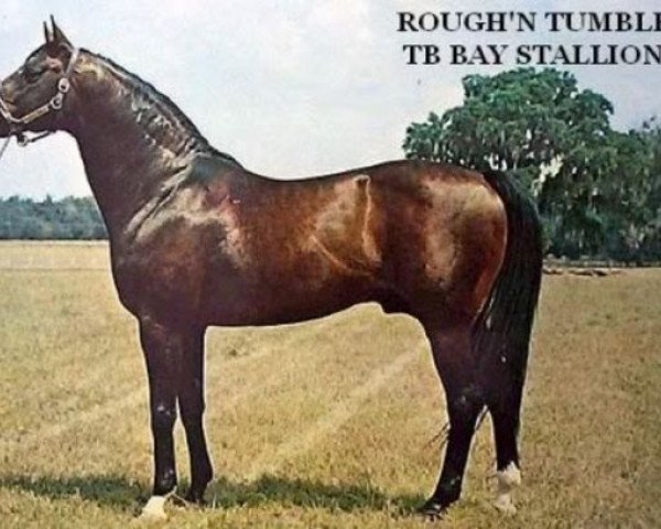 stallion Rough'n Tumble xx (Thoroughbred, 1948, from Free For All xx)
