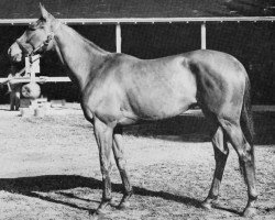 broodmare My Dear Girl xx (Thoroughbred, 1957, from Rough'n Tumble xx)