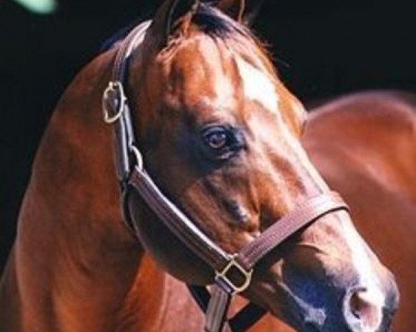 stallion Valid Appeal xx (Thoroughbred, 1972, from In Reality xx)