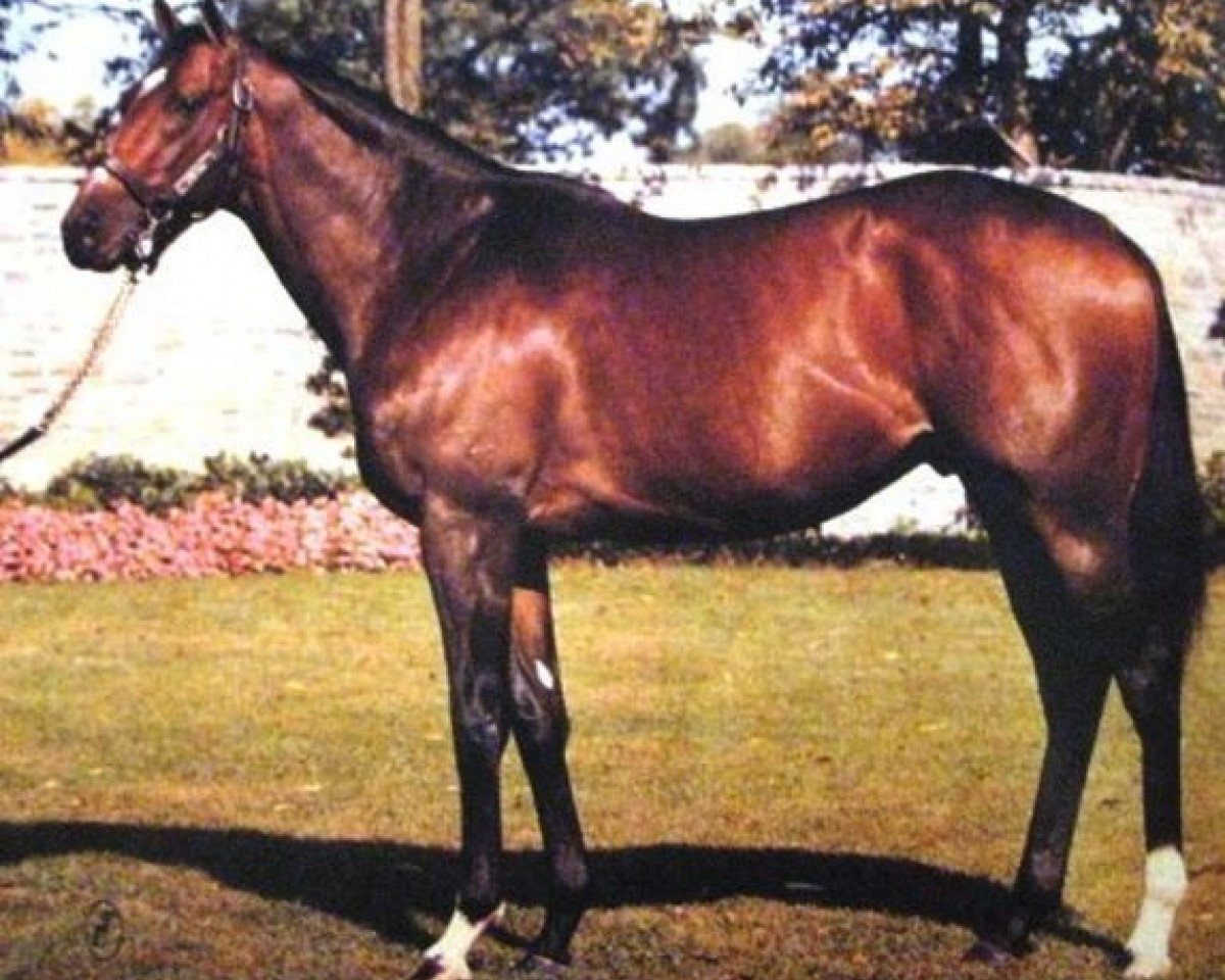 stallion Storm Bird xx (Thoroughbred, 1978, from Northern Dancer xx)