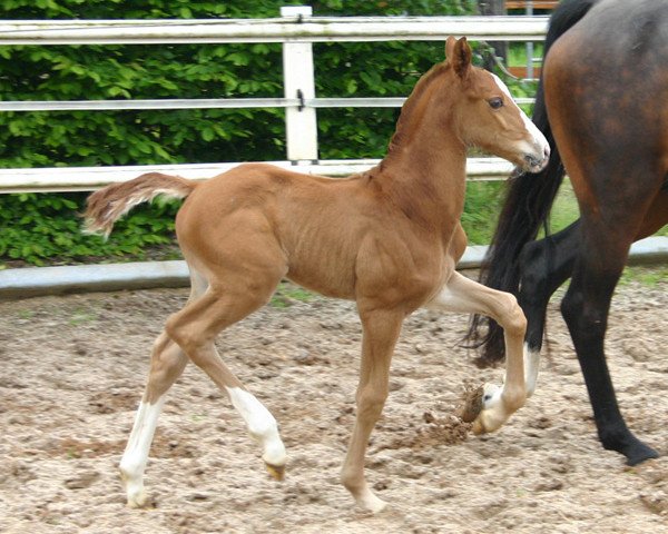 horse Rosso (German Warmblood, 2013, from Rajko)