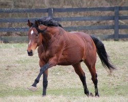 stallion Kingship xx (Thoroughbred, 2003, from King Cugat xx)