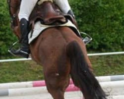 jumper Calucci 15 (German Sport Horse, 2007, from Contract)