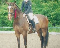 dressage horse Talleyrand (Rhinelander, 2000, from Templer GL xx)