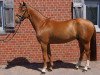 horse Palmik's C-Jay (Oldenburg show jumper, 2009, from Indoctro)