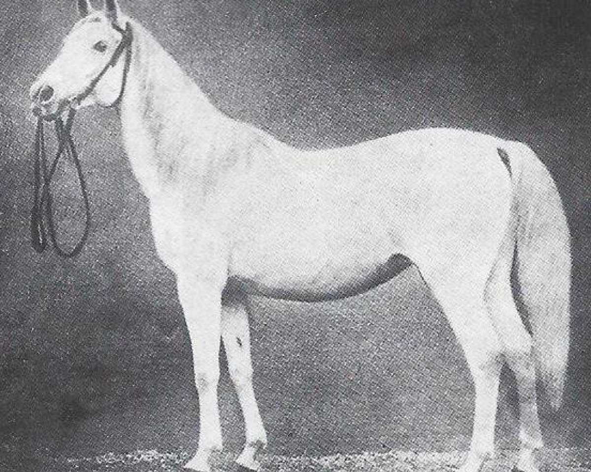 broodmare Obeja 1862 ox (Arabian purebred, 1862, from Gadir DB)