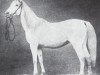broodmare Obeja 1862 ox (Arabian thoroughbred, 1862, from Gadir DB)