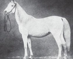 broodmare Obeja 1862 ox (Arabian thoroughbred, 1862, from Gadir DB)