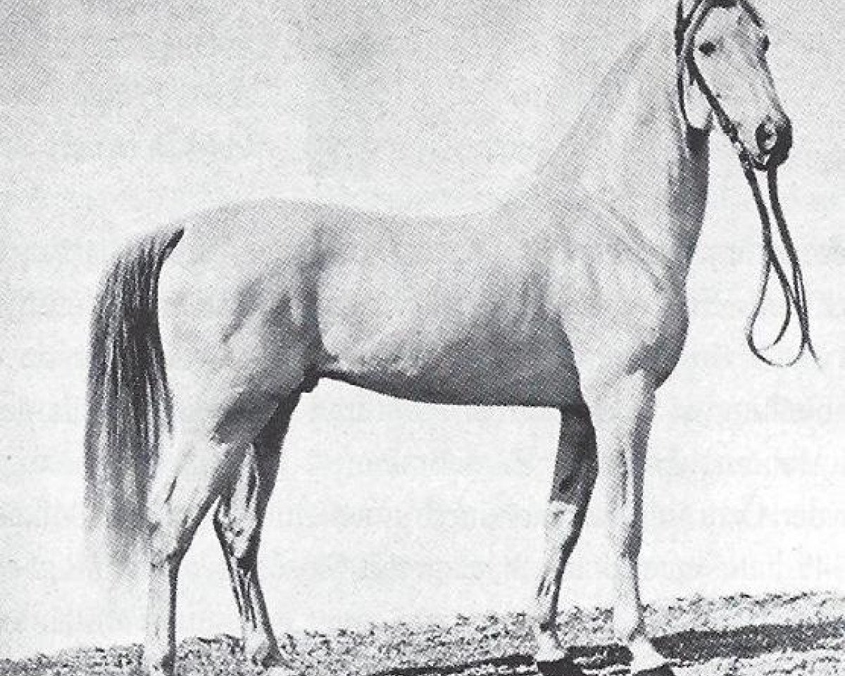 stallion Seglavi 1864 ox (Arabian purebred, 1864, from Bournu ox)