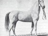 stallion Seglavi 1864 ox (Arabian thoroughbred, 1864, from Bournu ox)