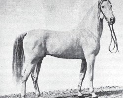 stallion Seglavi 1864 ox (Arabian thoroughbred, 1864, from Bournu ox)