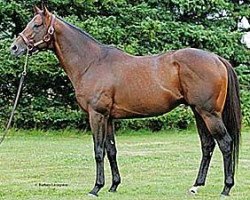 stallion Fast Decision xx (Thoroughbred, 1999, from Gulch xx)