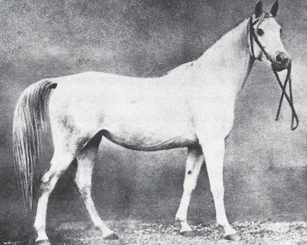 Zuchtstute Selma V 1871 ox (Vollblutaraber, 1871, von Seglavi 1864 ox)