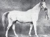 broodmare Selma V 1871 ox (Arabian thoroughbred, 1871, from Seglavi 1864 ox)