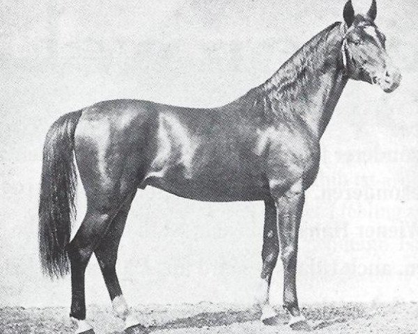 Deckhengst Tajar IV 1873 ox (Vollblutaraber, 1873, von Tajar III 1862 ox)