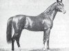 stallion Tajar IV 1873 ox (Arabian thoroughbred, 1873, from Tajar III 1862 ox)