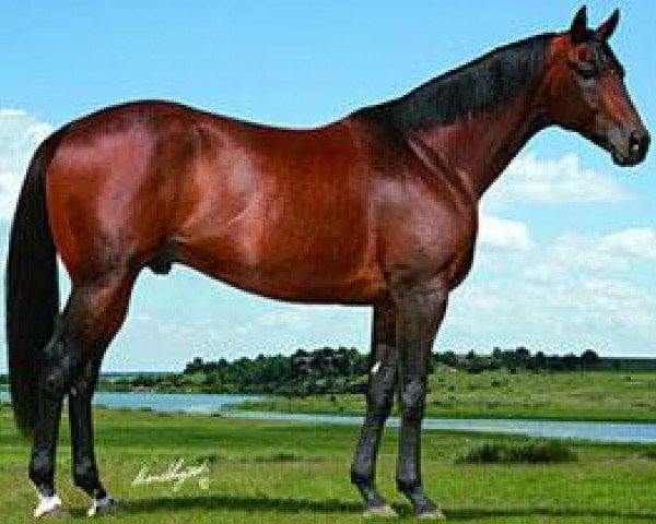 stallion Aeneas xx (Thoroughbred, 1999, from Capote xx)