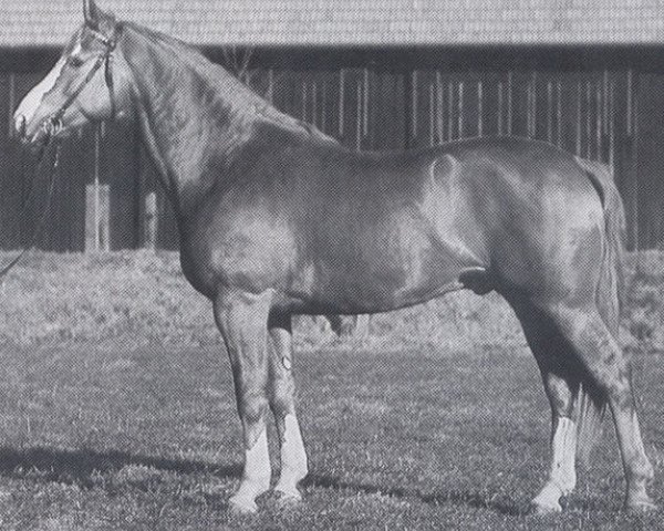 stallion Aladin (Württemberger, 1979, from Armin)