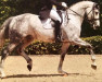 dressage horse Caipirinha 93 (Oldenburg, 2010, from Corlensky G)