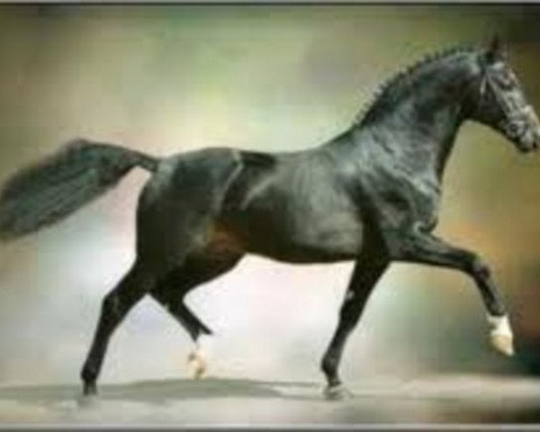 stallion Landgraf Georg (Holsteiner, 1995, from Loutano)