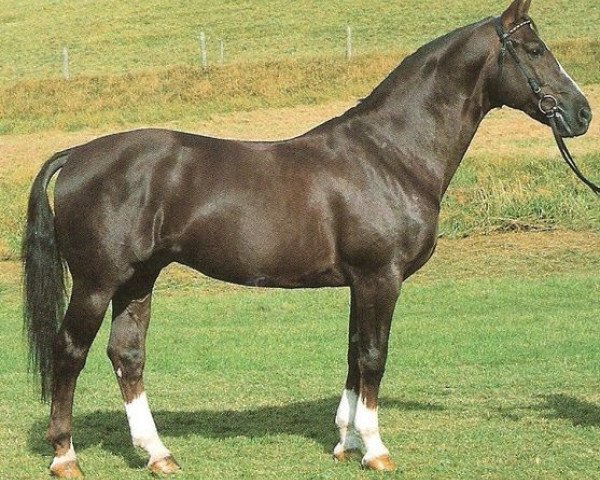 stallion Garant (Württemberger, 1980, from Gabriel)