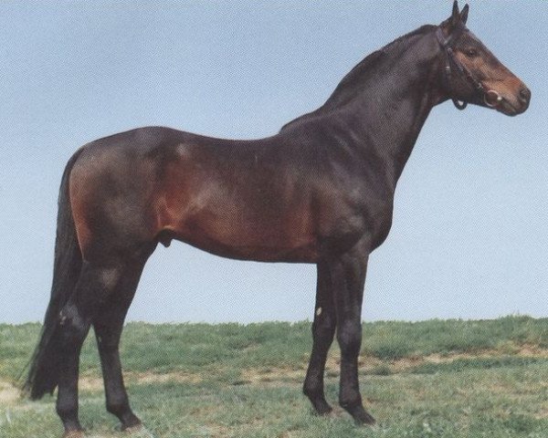 stallion Beryll (Württemberger, 1975, from Beribot xx)