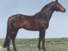 stallion Beryll (Württemberger, 1975, from Beribot xx)