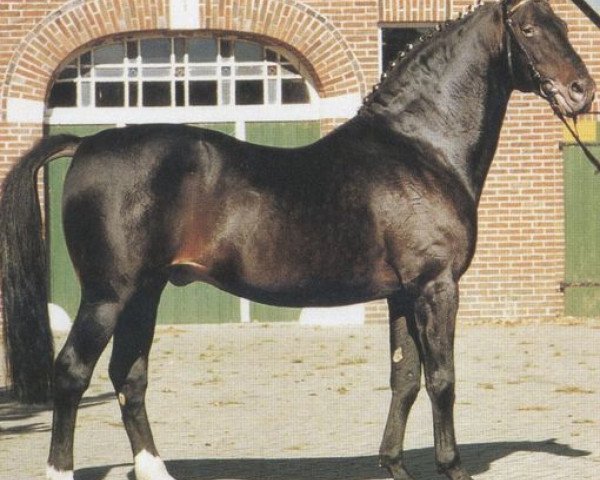 stallion Ulan (Oldenburg, 1966, from Usurpator xx)