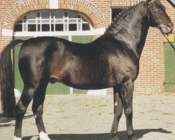 stallion Ulan (Oldenburg, 1966, from Usurpator xx)